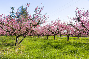 The arrival of spring in the blossoming of peach trees treated w