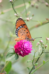 Butterfly on  flowers.