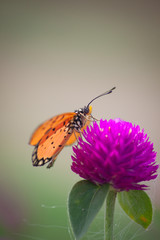 Butterfly on  flowers.