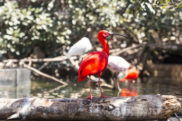 scarlet ibis