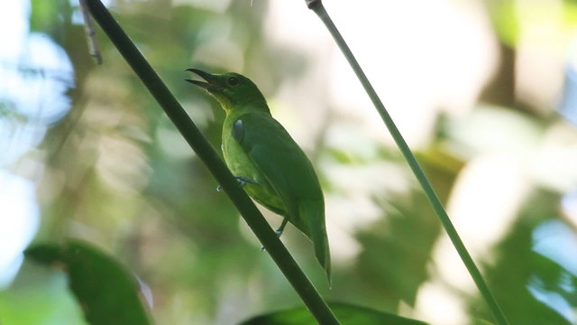 Green Bird (Greater green leafbird)