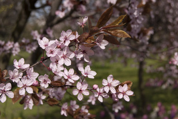 Naklejka premium spring