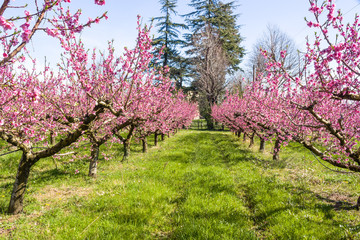 The arrival of spring in the blossoming of peach trees treated w