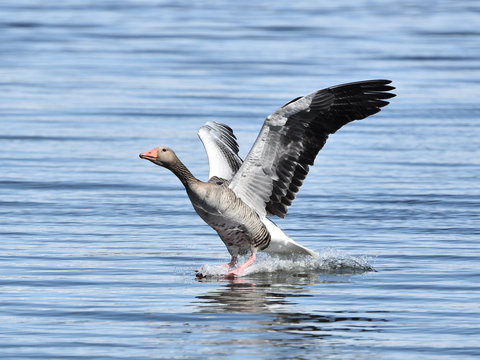 Greylag Goose (Anser anser) landing in water