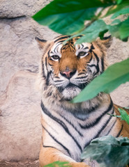 Portrait of tiger