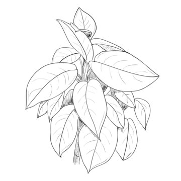 Vector sketch of leafs