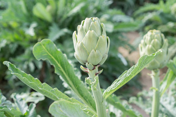 Artichoke field (Cynara cardunculus, Cynara scolymus)