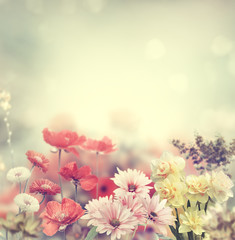 Fototapeta premium Kolorowe Kwiaty