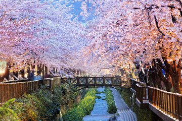 cherry blossoms, busan city in south korea - 82062890