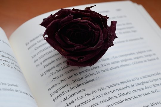 Libro y rosa