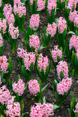 Flowerbed of pink hyacinths (Hyacinthus orientalis)
