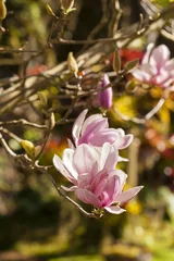 Foto op Canvas Magnolia, Cute pink Magnolia first bloom fresh blossom © akeeris
