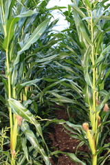Fototapeta premium Maisanbau