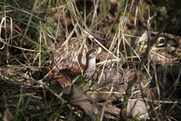 Kreuzotter (Vipera berus)