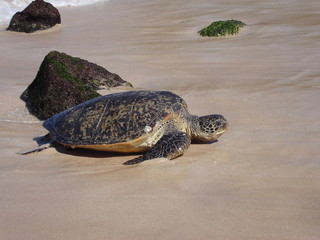 オアフ島　海岸の亀