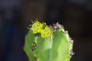 Kaktus oeder genauer blühende Euphorbie.