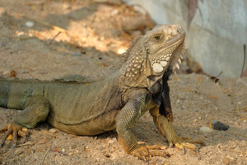 Iguana dragon on the ground