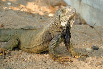 Iguana dragon on the ground