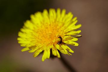 Biene auf Löwenzahn