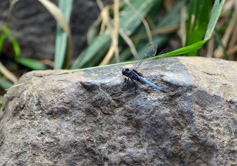 big dragonfly sitting on the rocks in nature