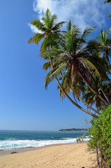 Obraz na płótnie Canvas palms on sand beach and blue sky by the sea