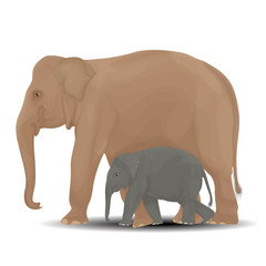 Fototapeta premium Mother and baby elephant.