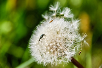 Heads of seeds of dandelion flower against green background.