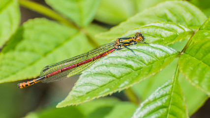 Early Damsel