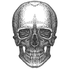 skull on a white background. sketch