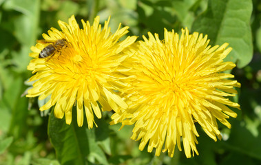 Bee dandelion