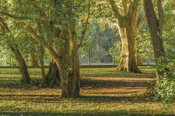 Fototapeta premium Montevideo Botanical Garden