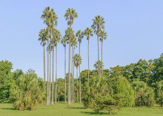 Montevideo Botanical Garden