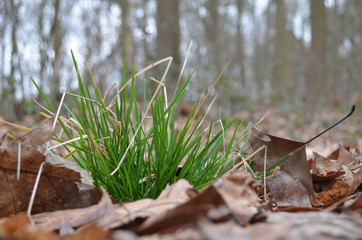 Tussock of grass on American oak forest floor