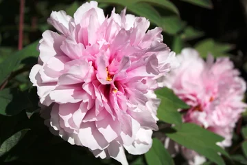 Fototapete Pfingstrosen Pfingstrosen in Italien Paeonia- Blüte der Zuchtsorte 'Yukidoro'  © ClaraNila