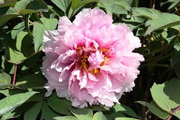 Pfingstrosen in Italien Paeonia- Bl&uuml;te der Zuchtsorte 'Yukidoro'