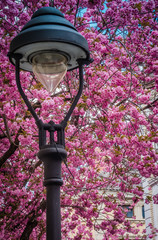 Kirschblüte in der Bonner Altstadt