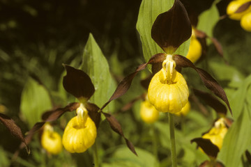 fiore orchidea pianella della madonna