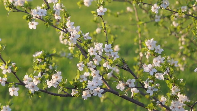 Spring Evening in the Fruit Orchard