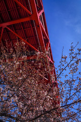 Sakura 02 © onedi