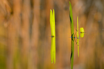 young leaves of bulrush in castle pond