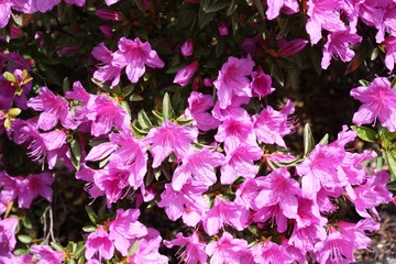 In voller Bl&uuml;te japanische Azaleen am Lago Maggiore im Fr&uuml;hling