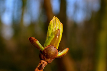 Emerging bud of chestnut leaves