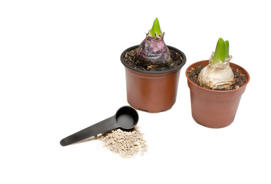 Flowerpots, jacinths and manure