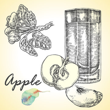Collection of highly detailed hand drawn apples. Apple juice