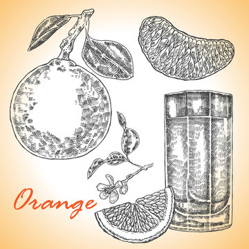Collection of highly detailed hand drawn orange. Orange juice