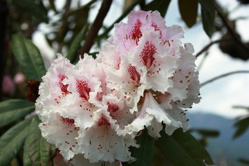 Weiße Rhododendronblüte Rhododendron am Lago Maggiore Frühling