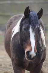 Obraz premium horse in meadow