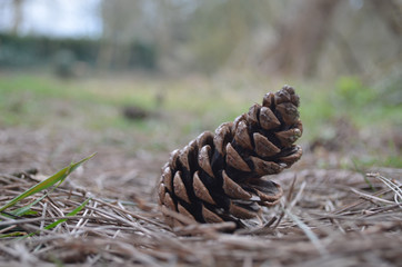 needles and cone of Scots pine