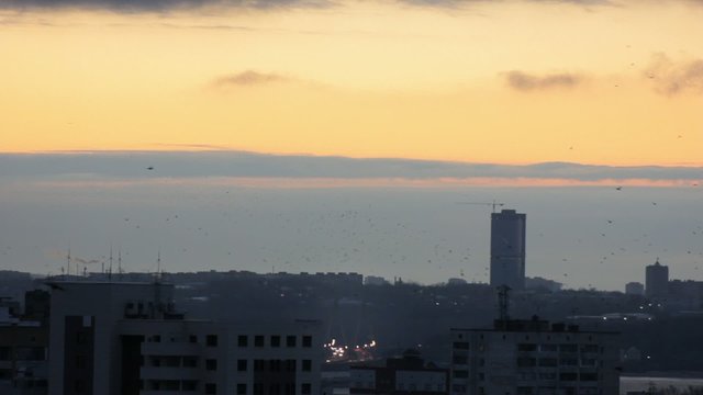 A lot of birds over the city