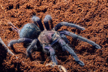 tarantula Phormictopus sp purple